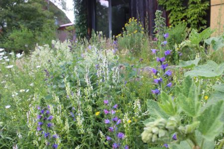 Foto eines naturnahen Garten